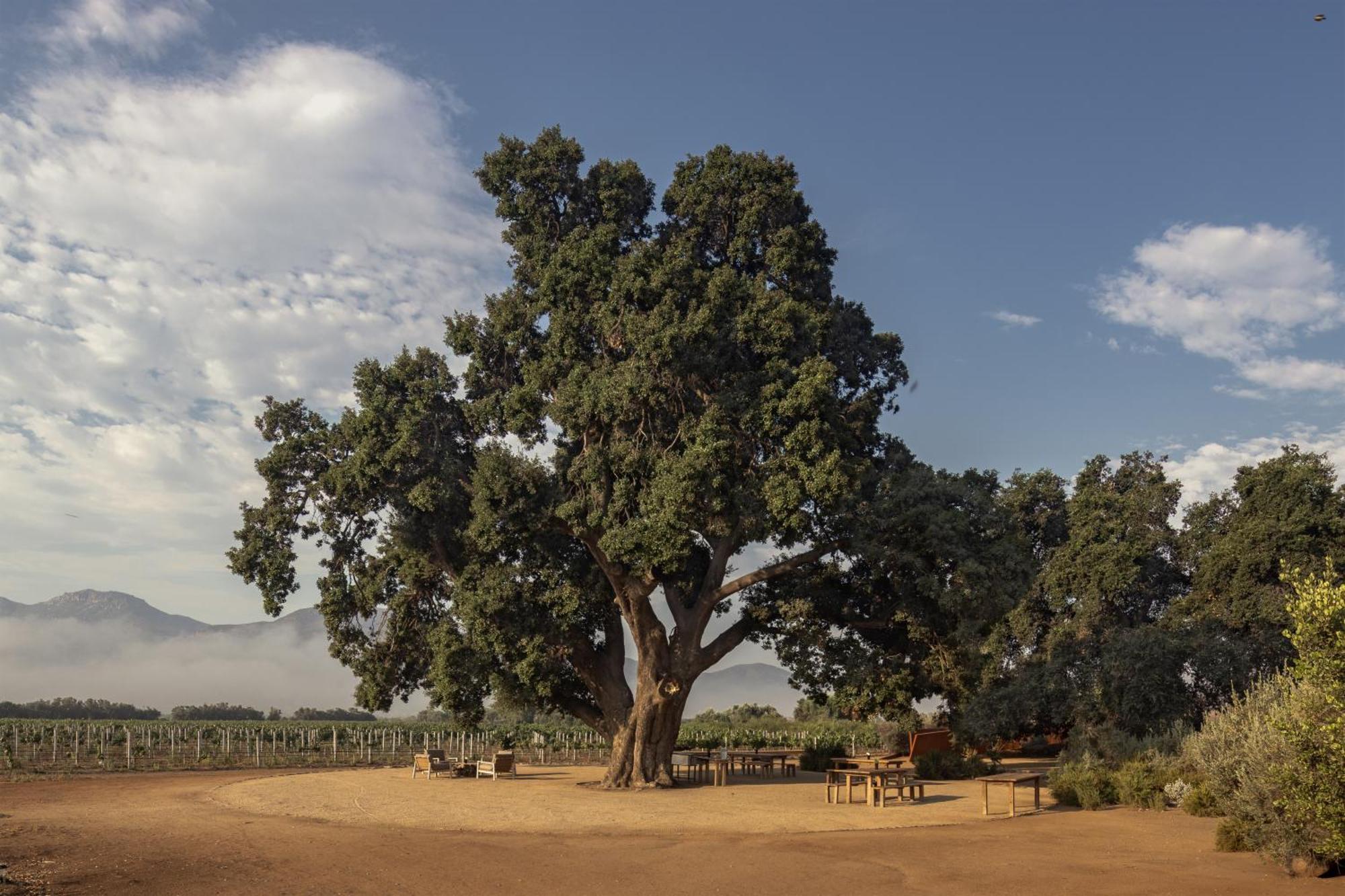 Bruma Wine Resort Valle de Guadalupe Bagian luar foto