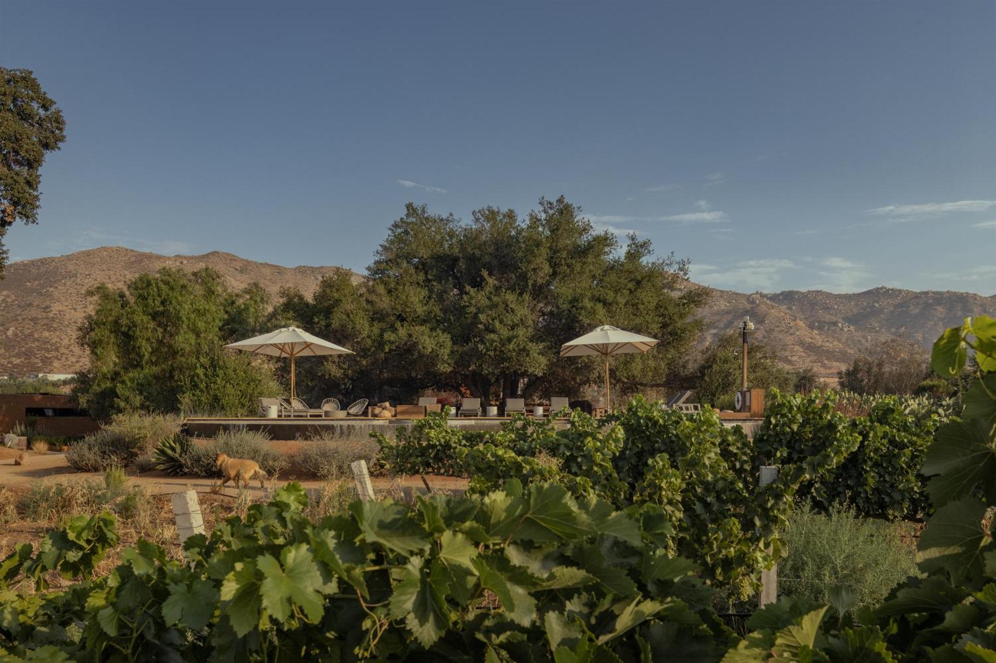 Bruma Wine Resort Valle de Guadalupe Bagian luar foto