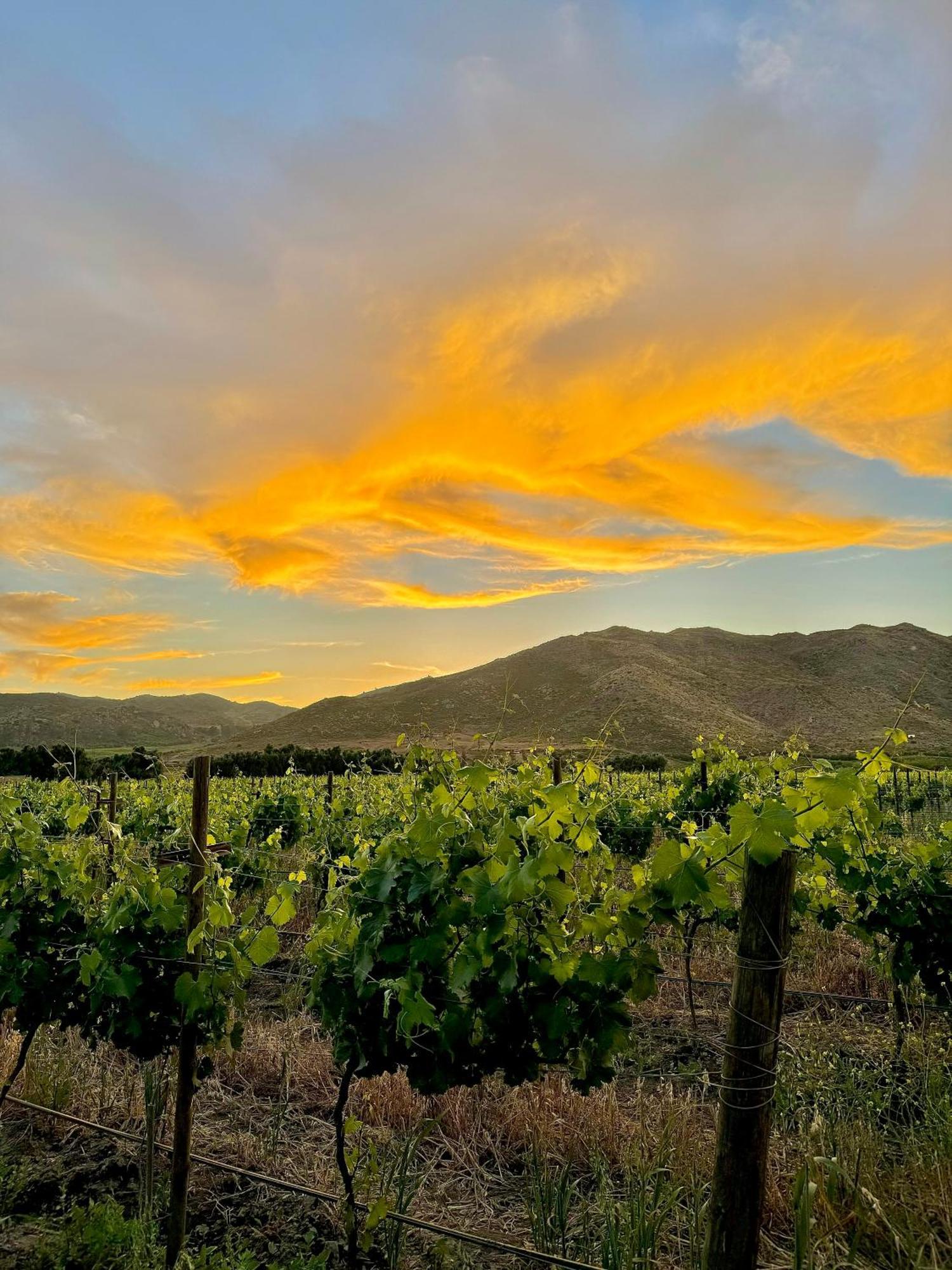 Bruma Wine Resort Valle de Guadalupe Bagian luar foto